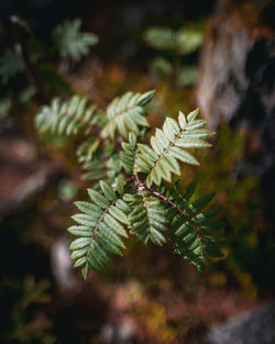 Close-up of fern leaves