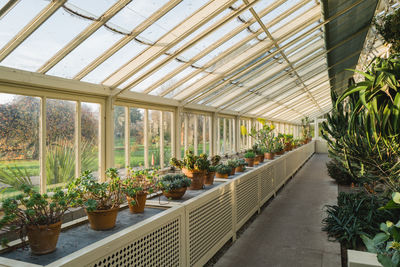 Cacti and succulent plants inside the greenhouse