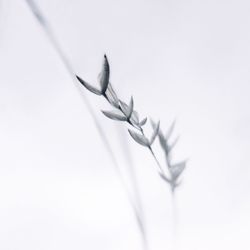 Close-up of a bird over white background