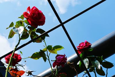 Low angle view of red rose blooming against sky