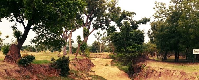 Trees on landscape