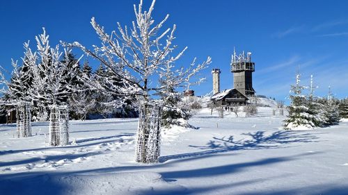 Snow covered trees against clear sky