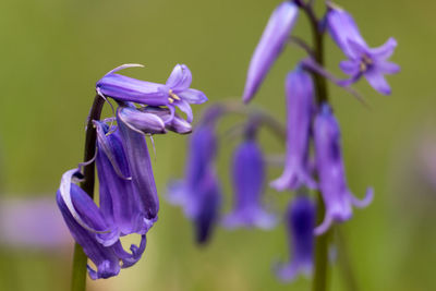 Close-up of purple flowers blooming outdoors