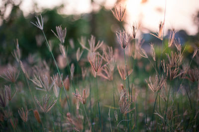 Close-up of wheat growing in field