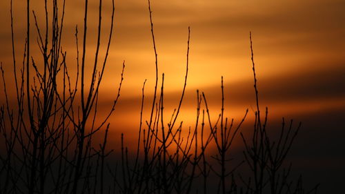 Close-up of silhouette plants against sunset sky