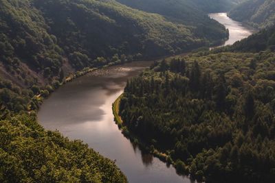 Scenic view of river amidst trees