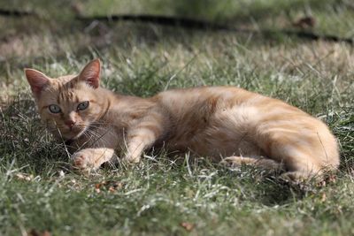 Cat relaxing on field