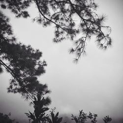 Low angle view of trees against sky