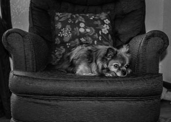 Close-up of dog lying on sofa at home