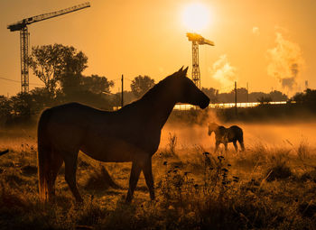 Horses standing in ranch against sky during sunset