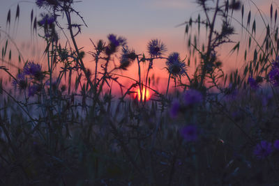 Close-up of silhouette plants against romantic sky at sunset