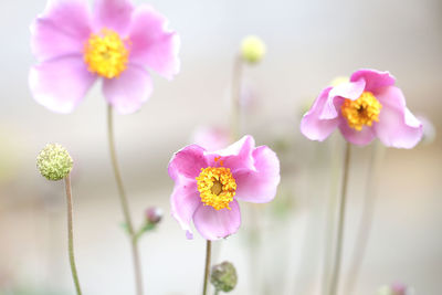 Close up ofjapanese anemone