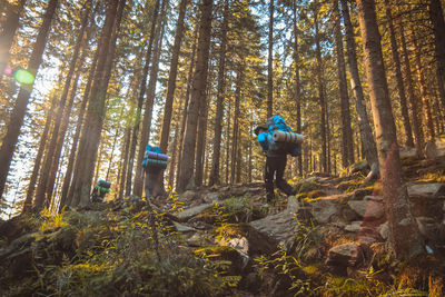 Low angle view of backpackers walking in forest