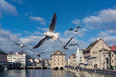 Seagulls flying over sea in city against sky