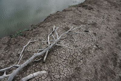 High angle view of dry leaf on land