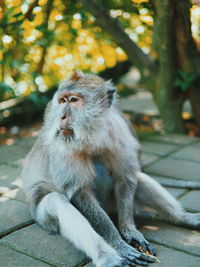 Portrait of monkey sitting outdoors