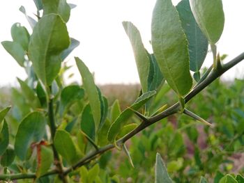 Close-up of green leaves