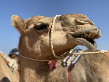 Close-up of a horse against clear sky