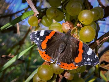 Close-up of butterfly on fruit
