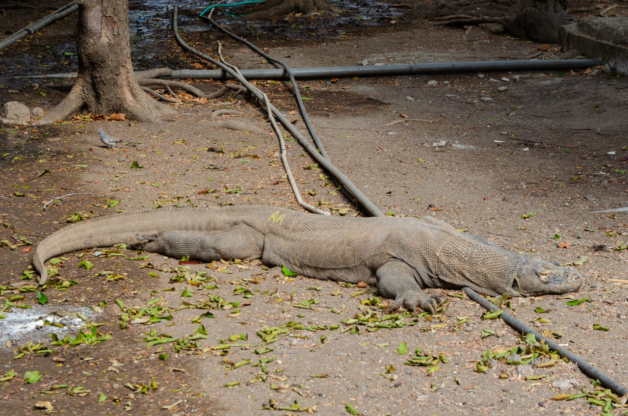 VIEW OF CAT LYING ON GROUND