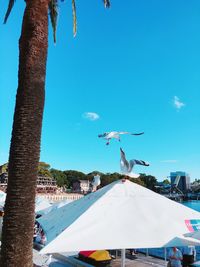 Seagulls flying over beach against sky