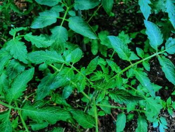 Lycopersicon esculentum