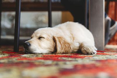 Low angle view of golden retriever labrador puppy dog sleeping