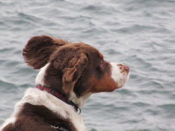 Close-up of a dog looking away