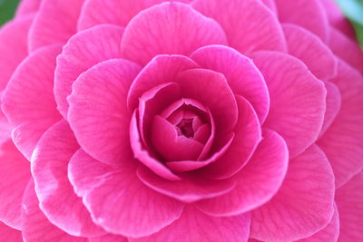 Close-up of pink camelia