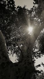 Low angle view of trees against sky