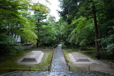 Trees in forest