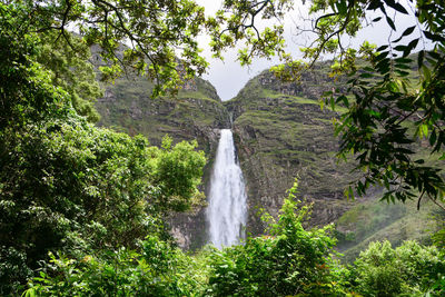 Scenic view of waterfall in forest