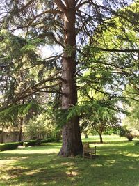 Trees on grassy field in park