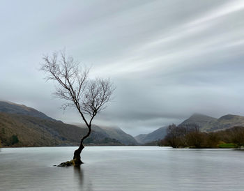 Bare tree by lake against sky