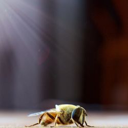 Close-up of insect