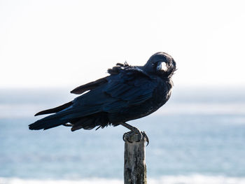 Bird perching on wooden post