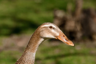 Close-up of a bird