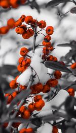 Close-up of leaves on branch