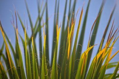 Close-up of fresh green grass against sky