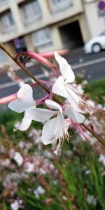 Close-up of white cherry blossom