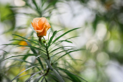 Close-up of orange flowering plant