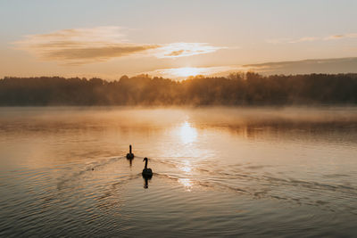 2 swans in the cedzyna lake. photo was taken at early and frosty morning.