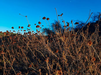 Low angle view of plants on field against clear blue sky