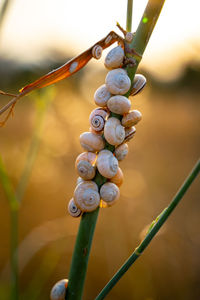 Close-up of snail on plant