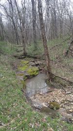Scenic view of forest