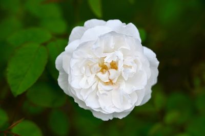 Close-up of white rose