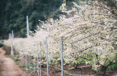 Cherry blossoms on field