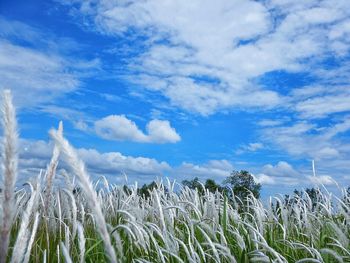 Scenic view of landscape against cloudy sky