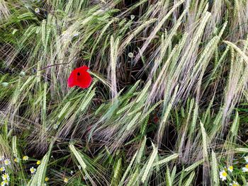 Close-up of flower growing outdoors