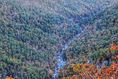 High angle view of pine trees in forest